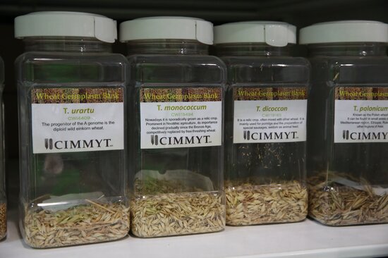 Wheat crop wild relatives at the CIMMYT genebank. Photo: Crop Trust