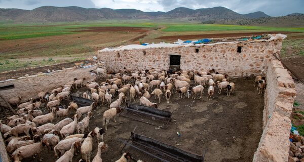Sheep in a corral in Ait Bouhou, Morocco.