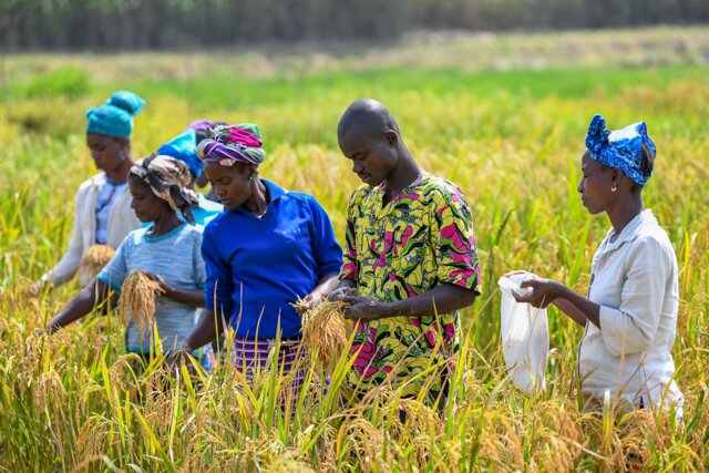 Field workers harvest samples of African rice for research and conservation. Photo: Neil Palmer/Crop Trust