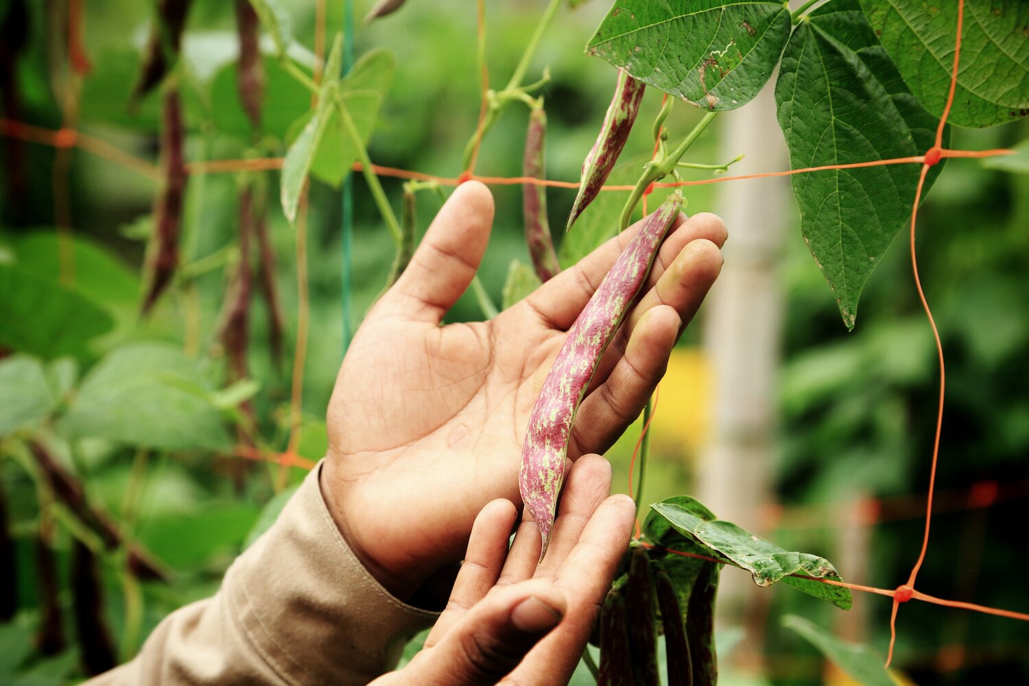 Hands holding bean pod on vine