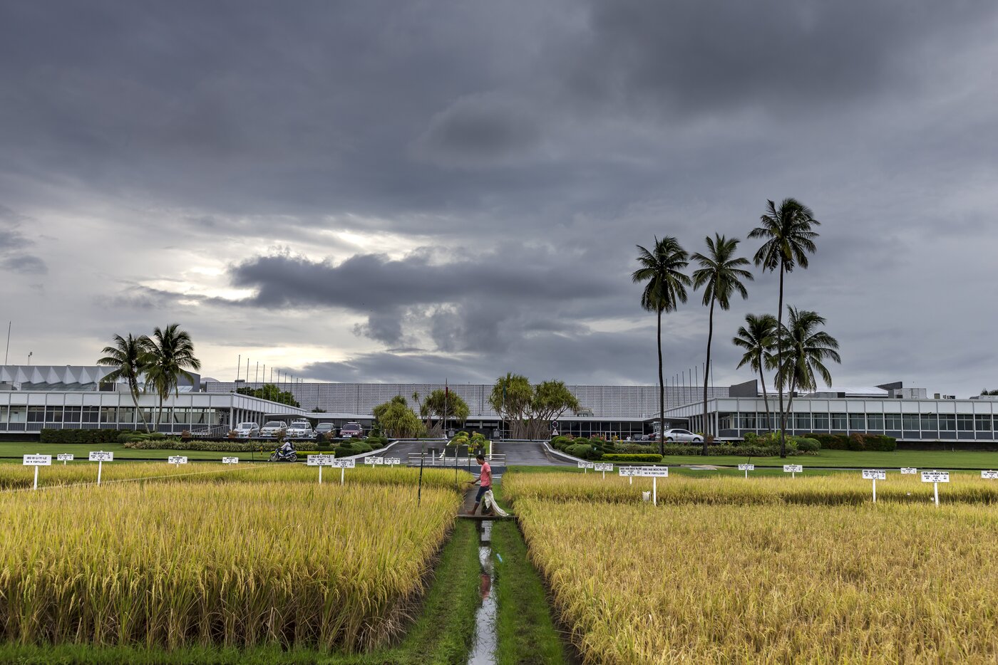 International Rice Research Institute (IRRI)