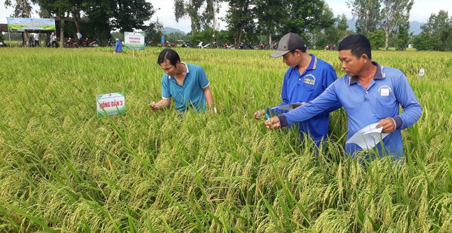 New Rice Varieties to Help Vietnamese Farmers Future-proof Their Crop Against Climate Change