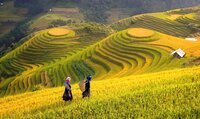 Two people in terraced rice field