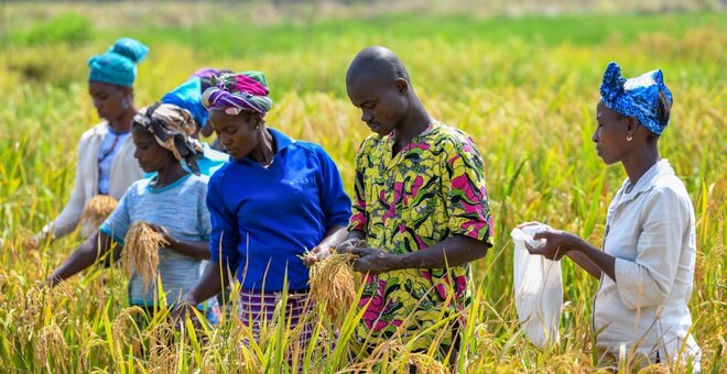 Field workers harvest samples of African rice for research and conservation