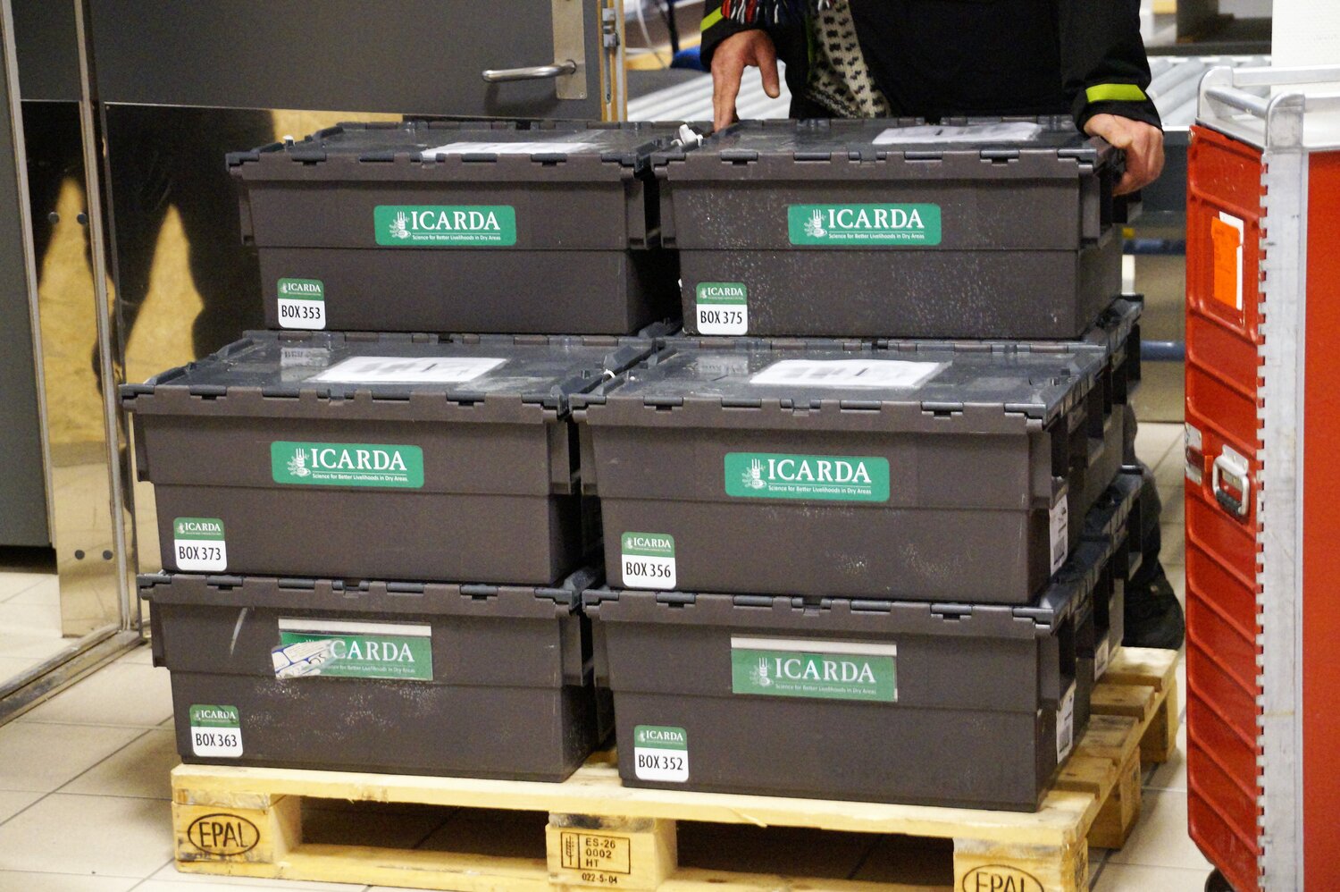 15,000 + accessions from ICARDA are returned to Svalbard after being withdrawn from the vault in 2015. Photo: Andrea Gros, ICARDA