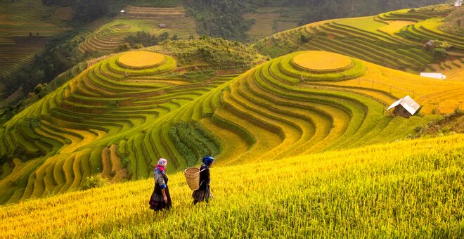 Rice fields on terraced of Mu Cang Chai, YenBai, Rice fields prepare the harvest at Northwest Vietnam.Vietnam landscapes.