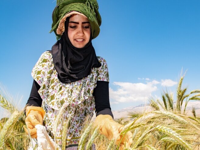 Woman harvesting wheat in a field. 
