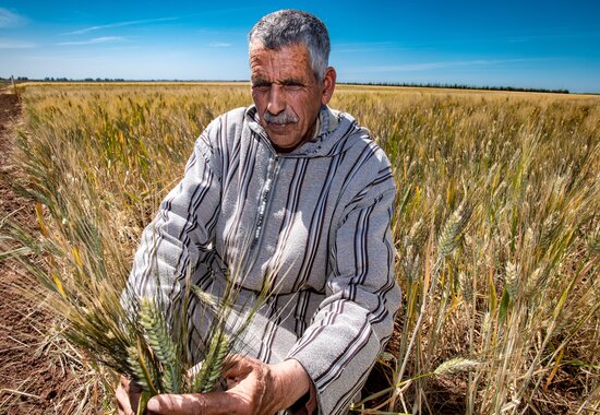 Scientist standing in the field of durum wheat. 