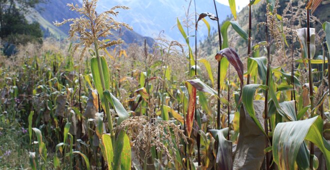 New Global Assessment of Plant Genetic Resources Gets Underway