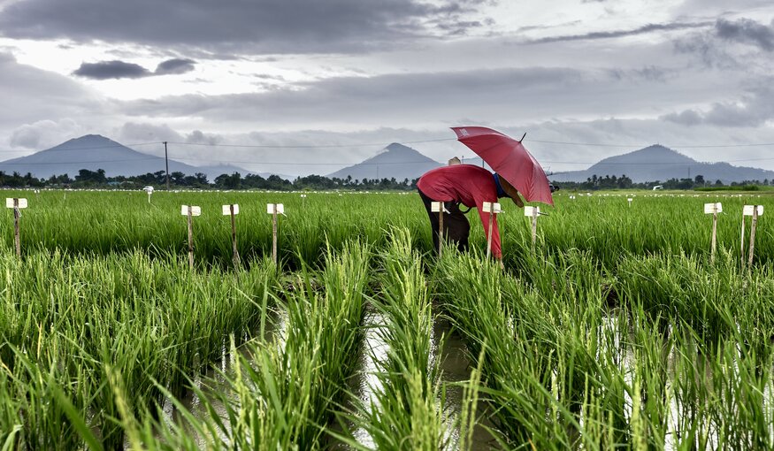Banking on Crop Diversity for Food Security in the Face of Climate Change
