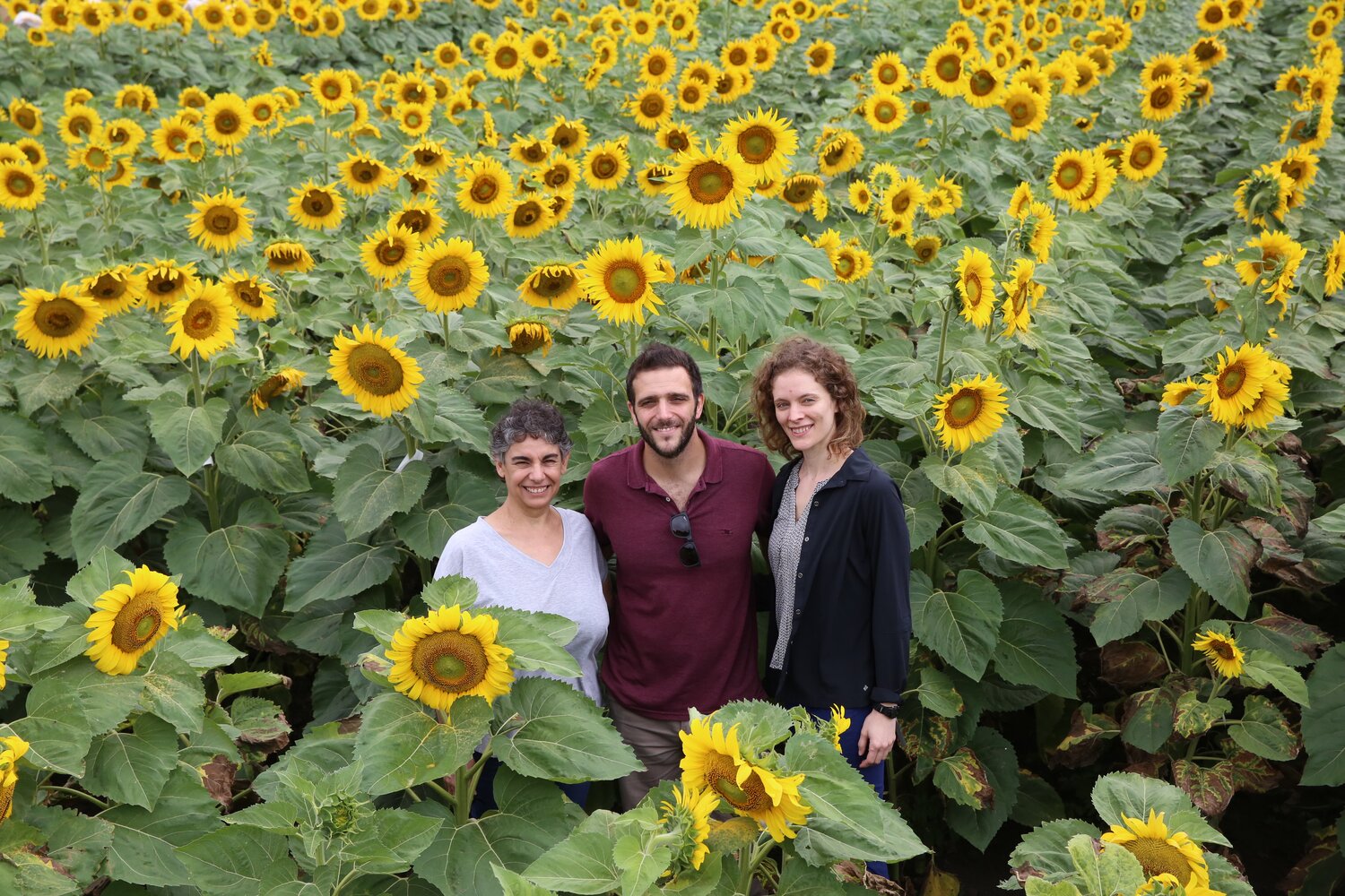 Day 1: We were welcomed by Dr. Ruth Heinz, Director of the INTA Research Center for Agricultural and Veterinarian Sciences (CICVyA), as well as several sunflower researchers, students, and technicians. Pictured here (from left to right) are: Norma Paniego, Principal Investigator, who is also the national leader of the Crop Wild Relatives sunflower pre-breeding project; Juan Montecchia, a postdoctoral student, who is leading the Verticillium trials; and Emily Warschefsky, a postdoctoral researcher and representative of UBC, the lead partner of this international pre-breeding effort.