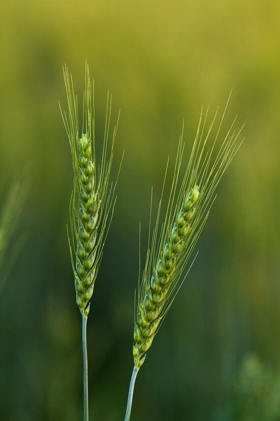 Wheat spikes of an improved wheat variety, NARC-2009, growing in a field in Islamabad, Pakistan.