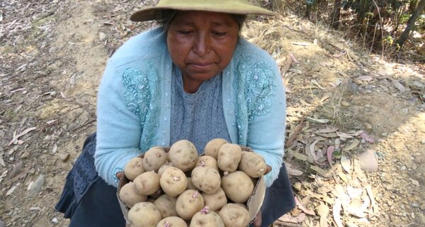 Farmer Mariluz Cardena with a new CIP Matilde potato variety. Photo: J. Huanai/Gruppo Yanapai
