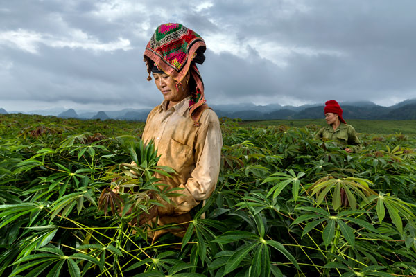 Farmers in cassava field in Vietnam