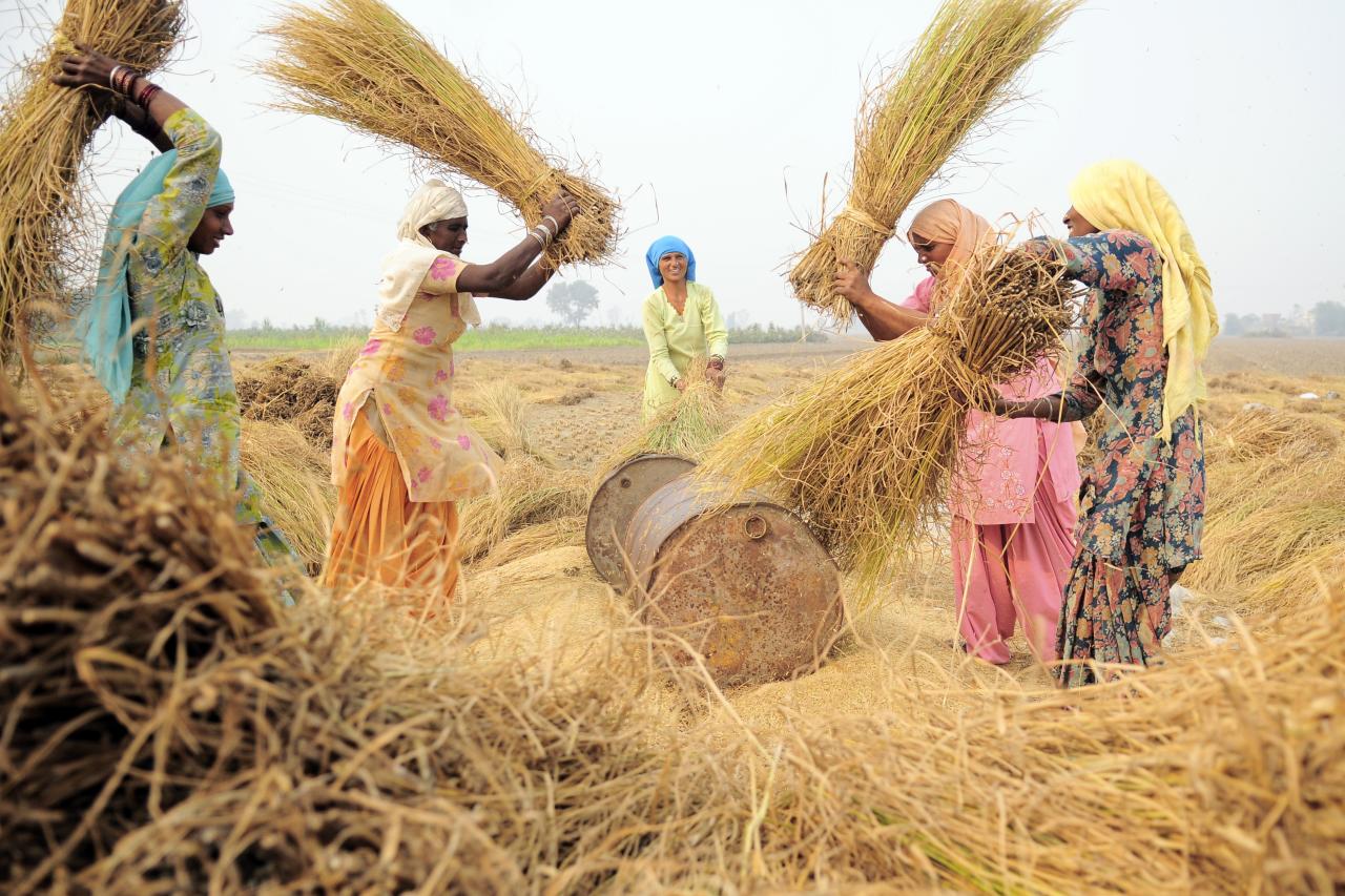 Women in field harvesting grasses