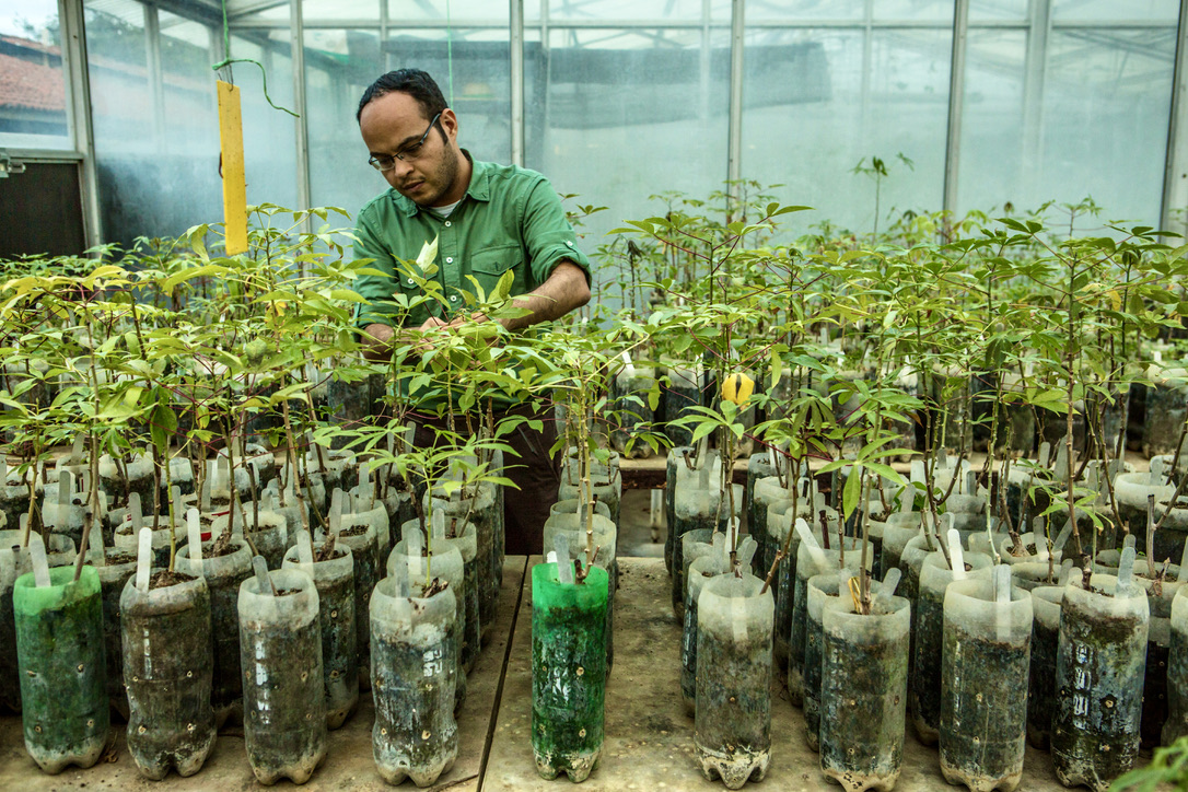 Man with plantlets in CIAT genebank