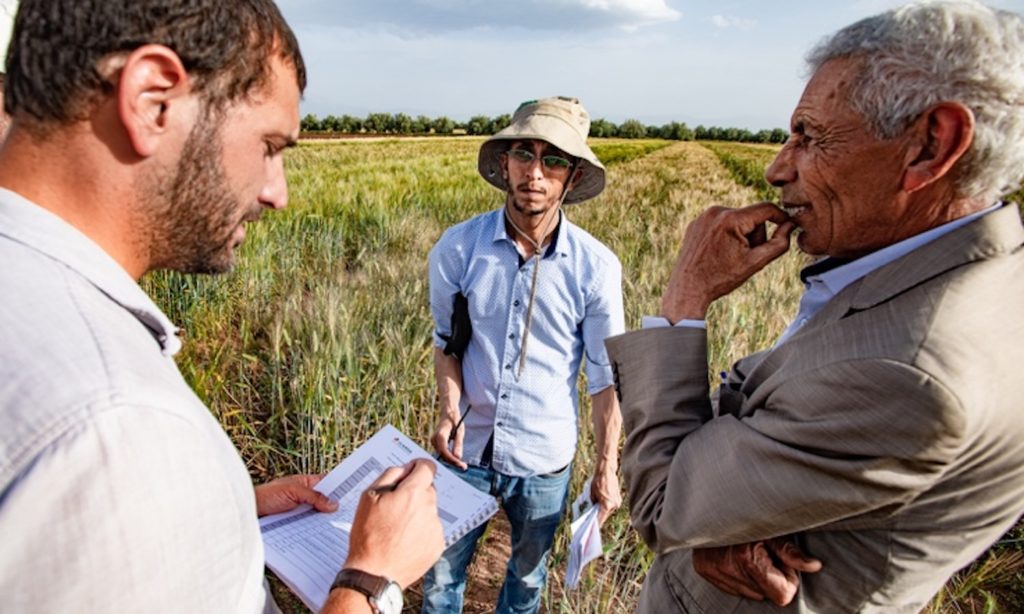 ICARDA scientists in a barley field. 