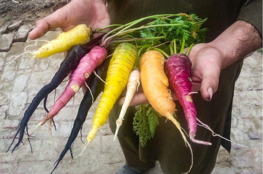 Colorful carrots displayed in hands.