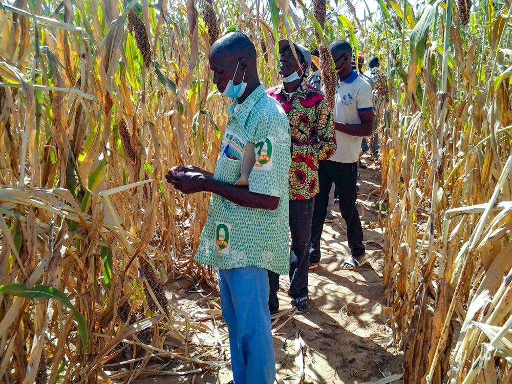 Moïse Mounkoro (left) and other Malian farmers voting for their preferred sorghum lines