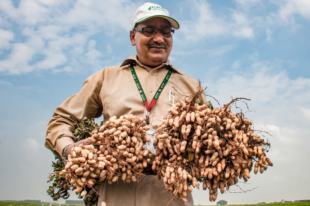 Dr. Upadhyaya holding bushels of groundnuts. 