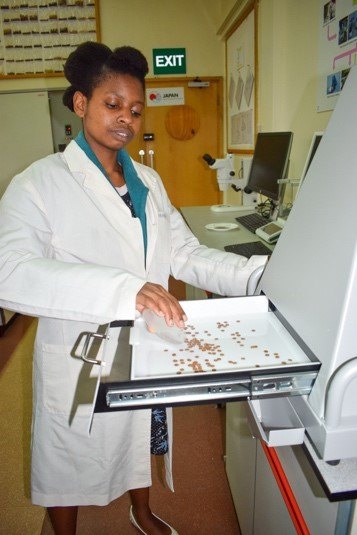 Kavengi Kitonga using a Marvin5 seed analyzer at the ICRAF genebank in Nairobi. Photo: From Kavengi Kitonga's personal archives