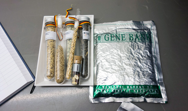 Genebank seeds in vials