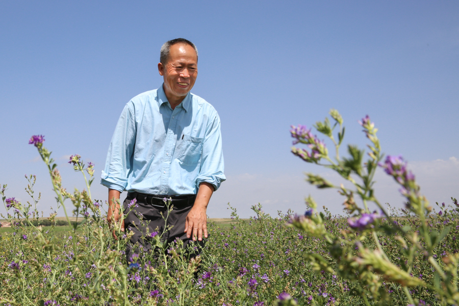 Prof. Linqing Yu has been able to introduce new variability into his breeding program. Soon, the best-performing materials from his trials will help improve the overall performance of alfalfa in Inner Mongolia.