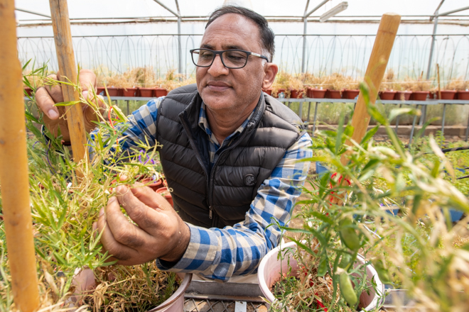 Shiv Kumar Agrawal carrying out grasspea evaluation at ICARDA, Rabat, Morocco. Photo: Michael Major/Crop Trust