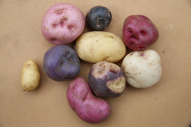 A small selection of potatoes from near the Parque de la Papa in Cusco, Peru shows their incredible diversity and beauty! Photo: Crop Trust